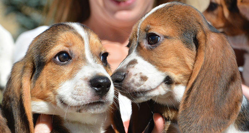 Puppies
