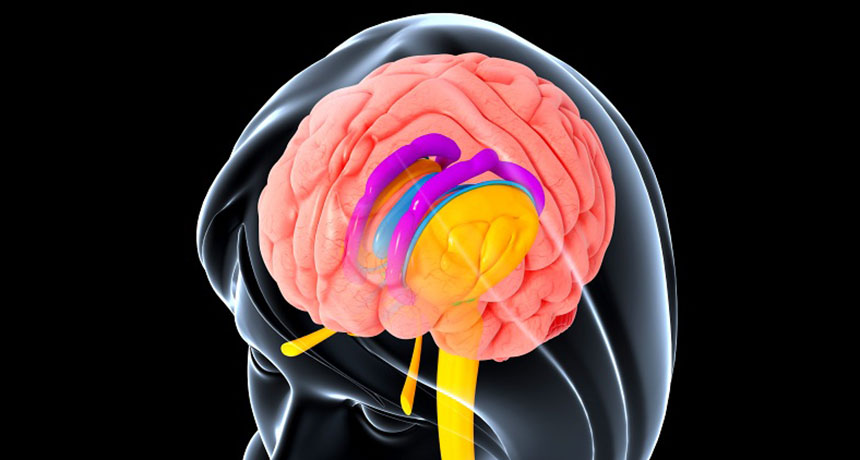 brain structures