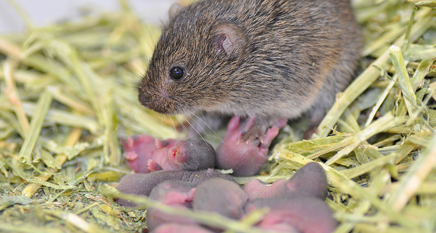 prairie vole