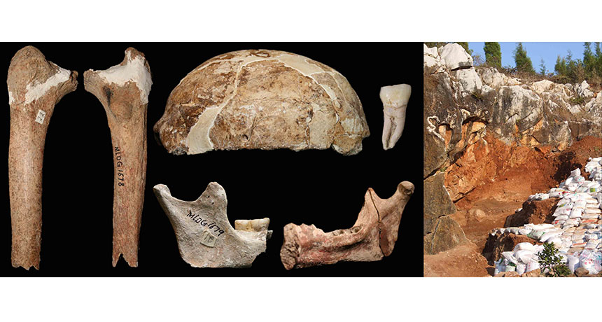 bones from Red Deer Cave