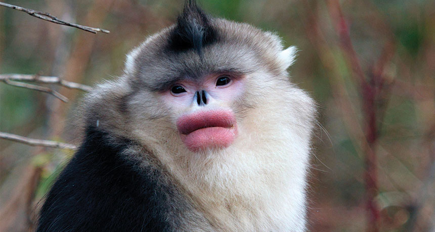 øjenvipper Immunitet Under ~ Male monkeys go rouge for mating season | Science News