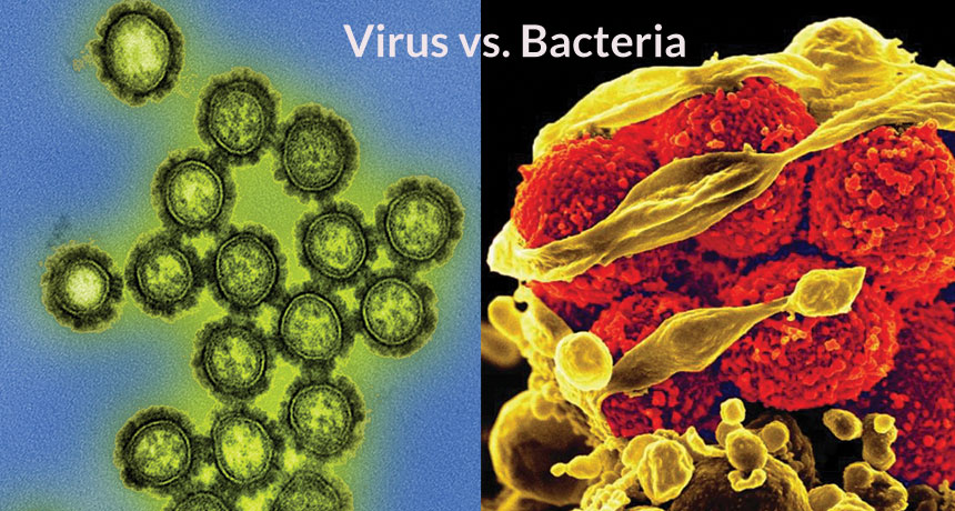 Flu virus and MRSA bacteria