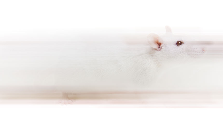 photo illustration of rat running fast