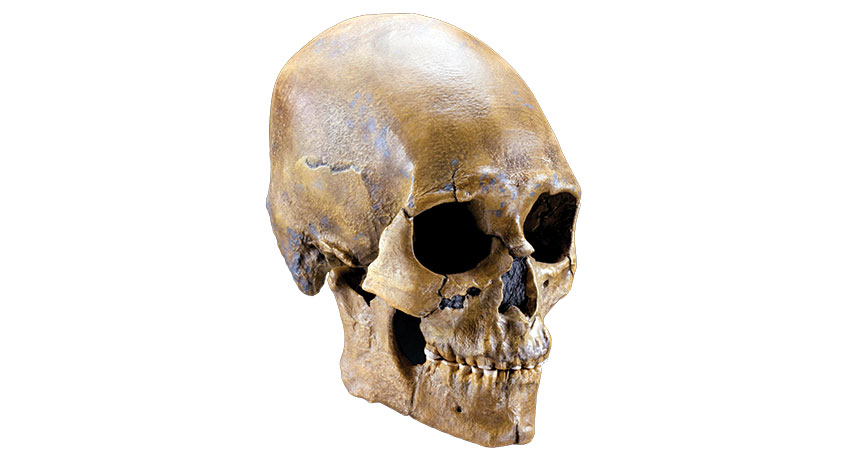 Kennewick Man skull