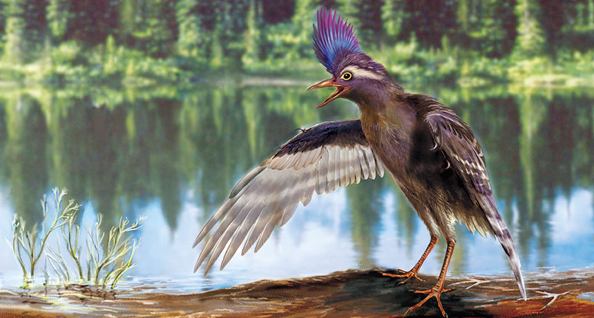 Archaeornithura meemannae illustration