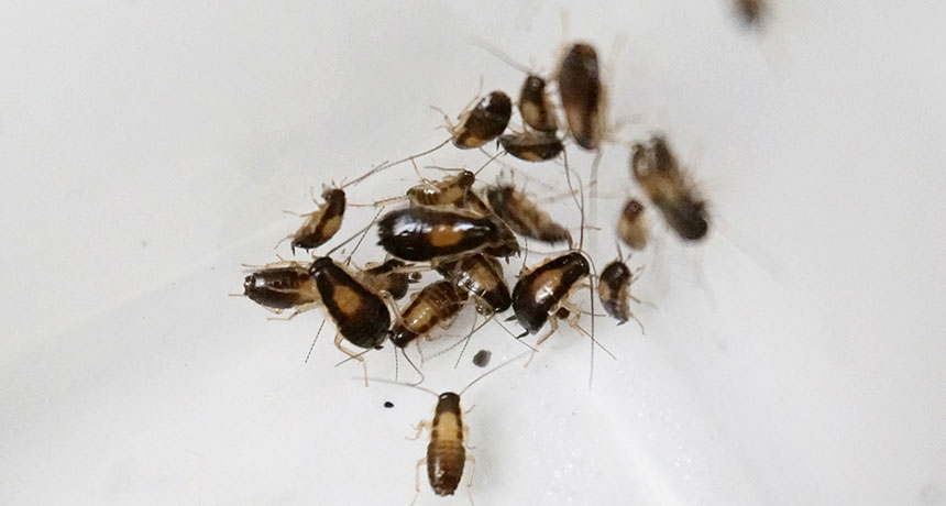 german roaches