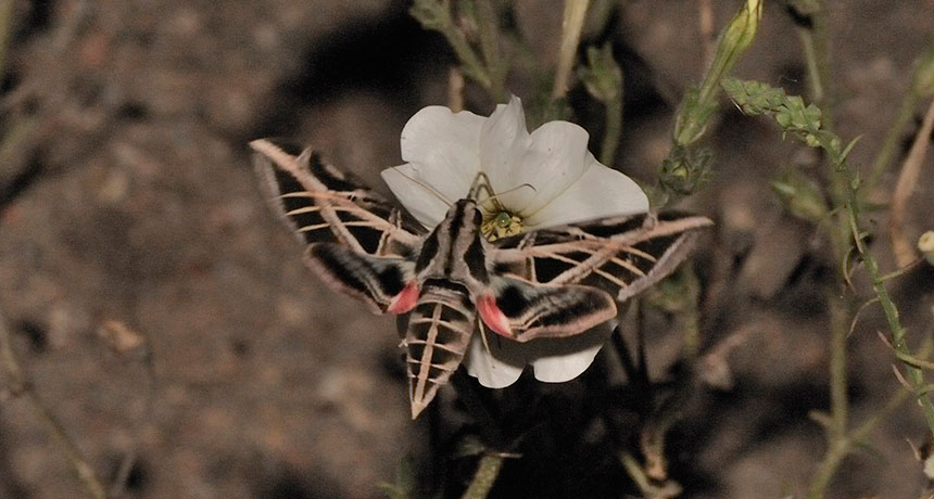 hawkmoth