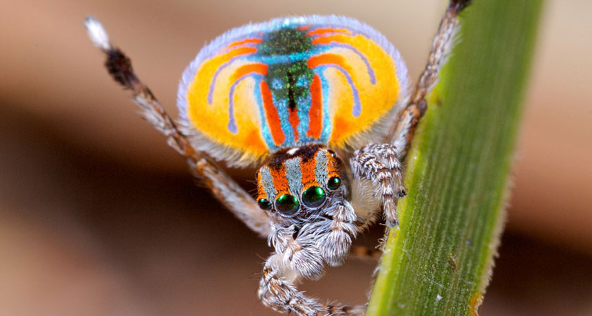 male peacock spider