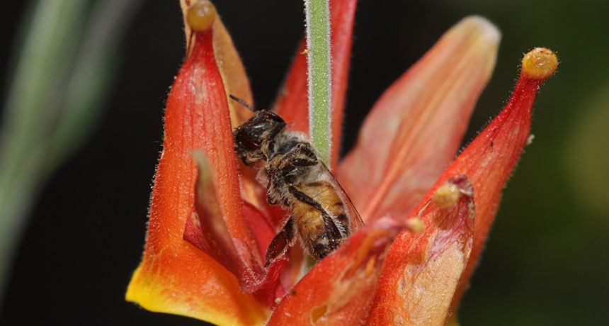honeybee stuck in a sticky columbine