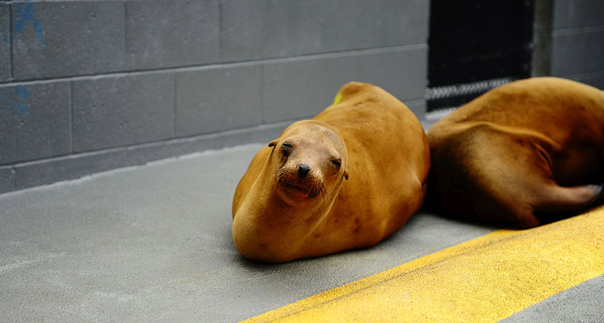 sea lion