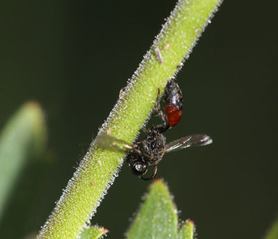 wasp stuck on columbine stem