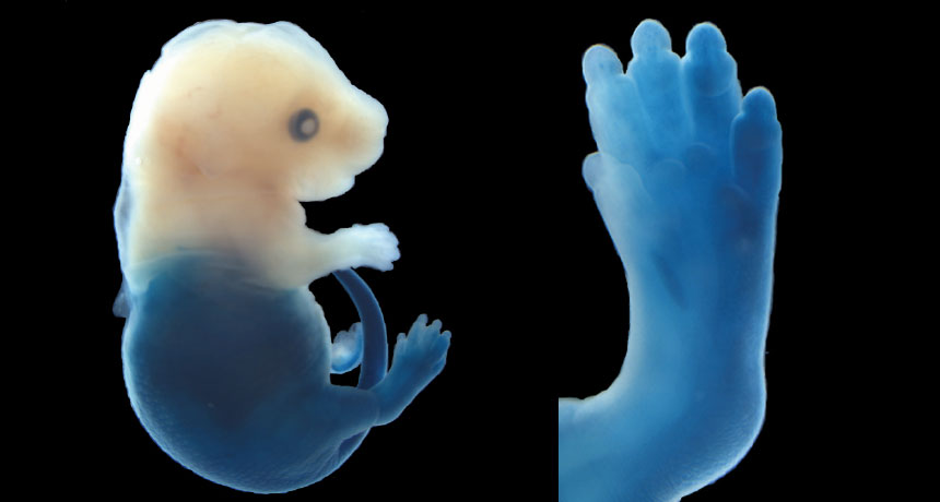 mouse embryo