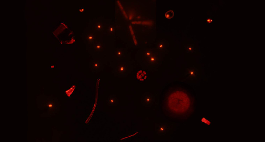 phytoplankton