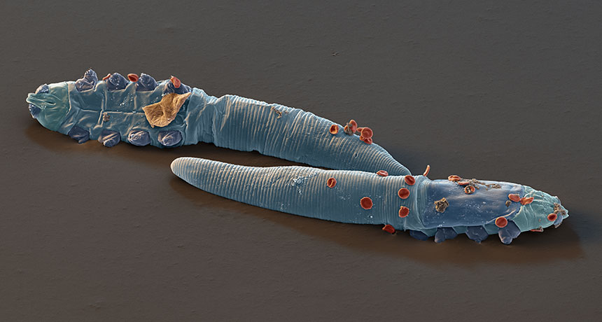 face mites