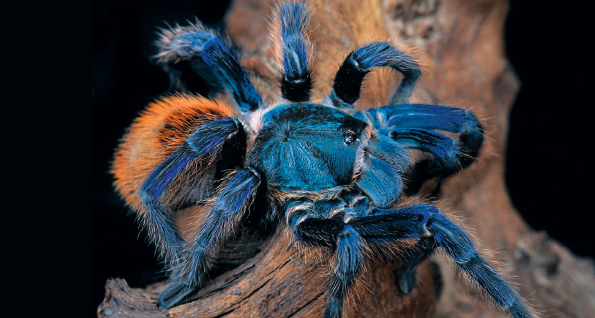 Exotic Blue Hair Tarantula - wide 5