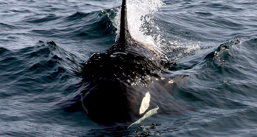 killer whales