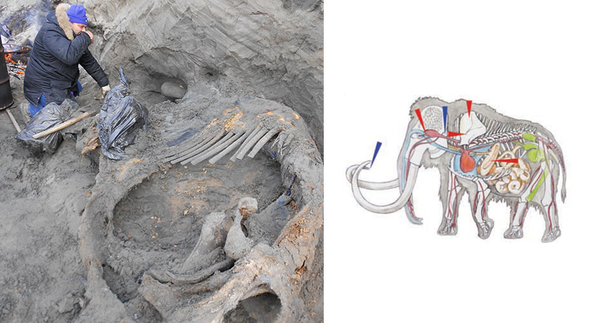 mammoth bones