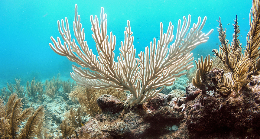 coral reef