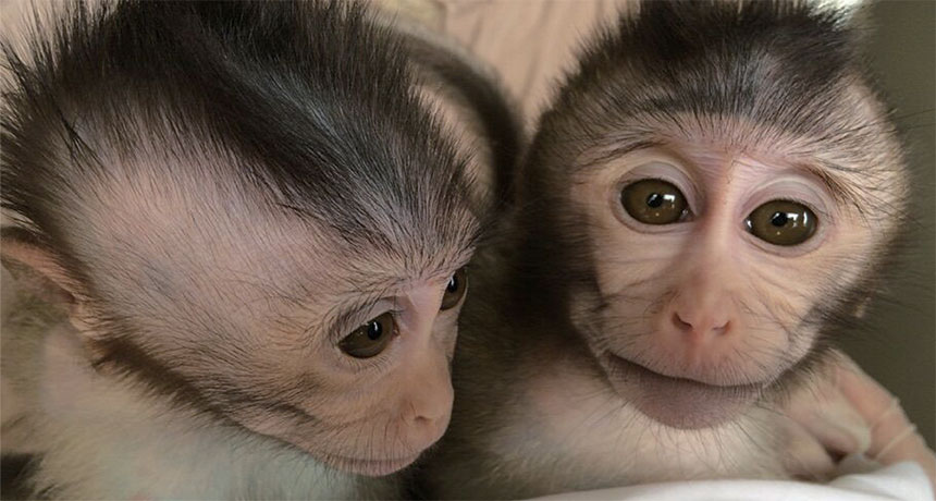 monkey mom and baby