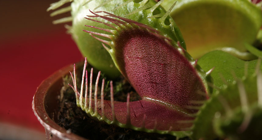 venus fly trap