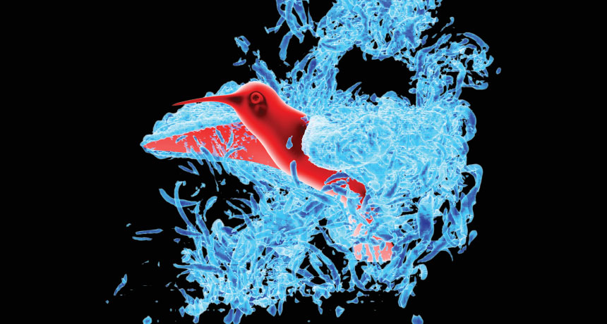 hummingbird simulation