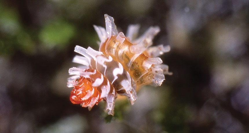 microsnail
