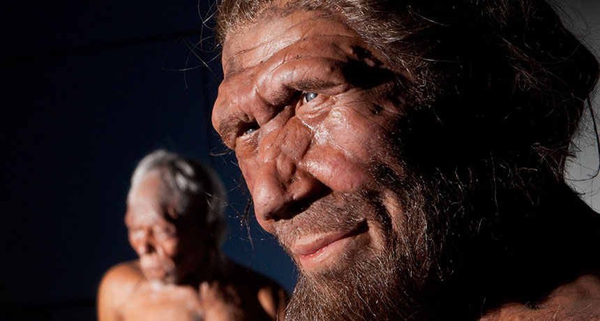 hominid