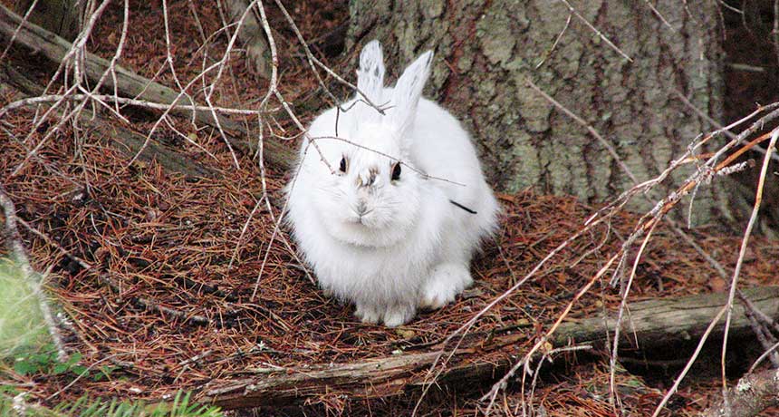 snow hare
