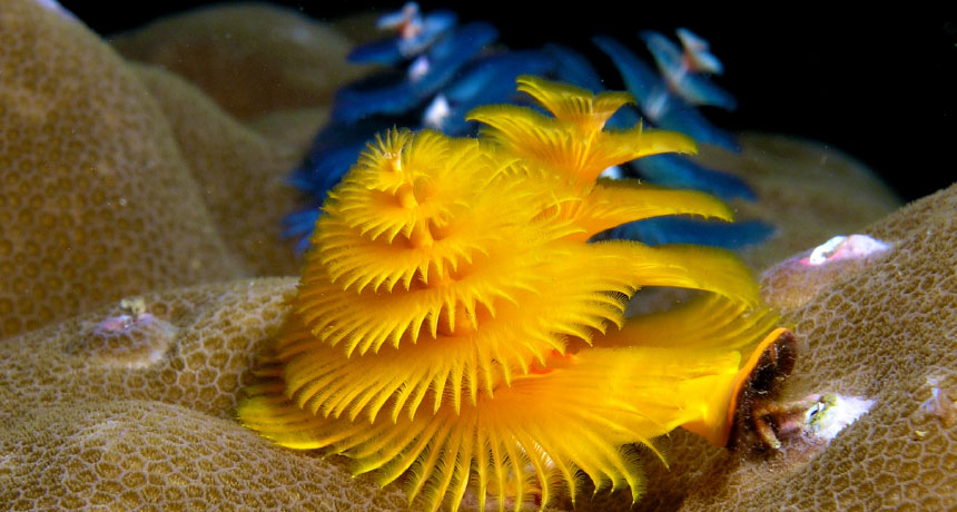 Christmas tree worms have eyes that breathe, gills that see