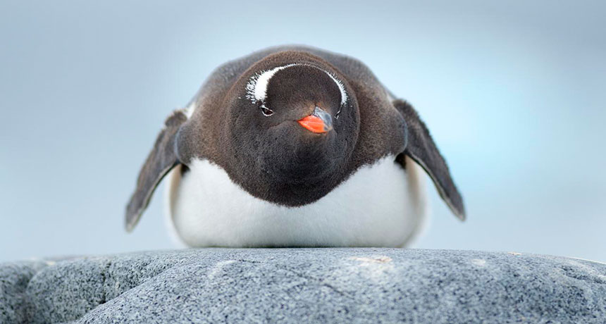 Penguin (Penguin Hide And Seek) - The Runescape Wiki