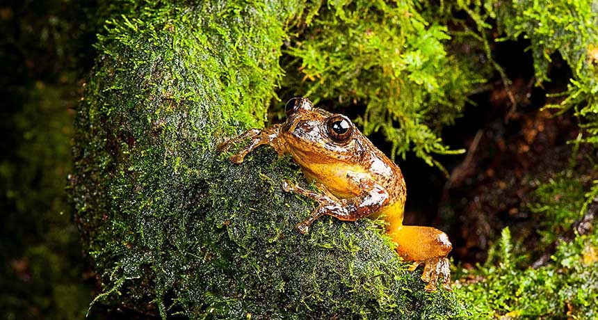 Frankixalus jerdonii