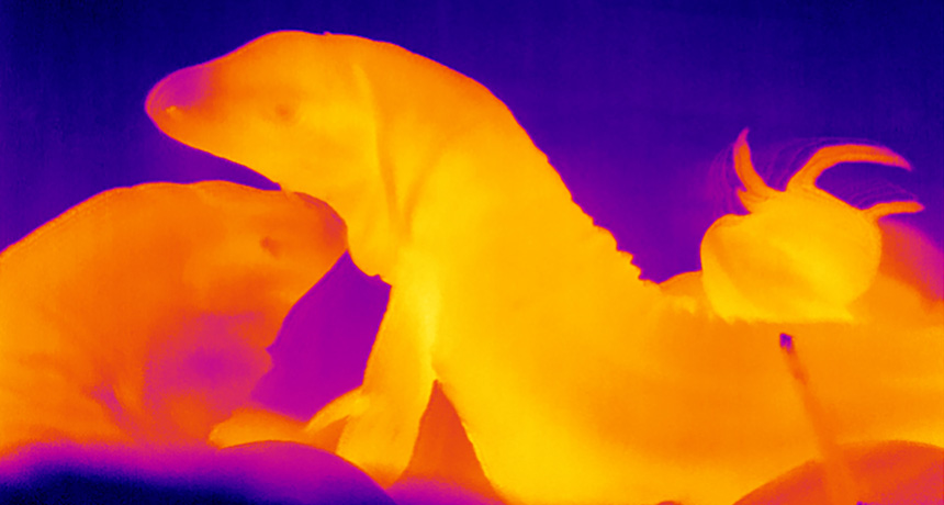 thermal image of lizards