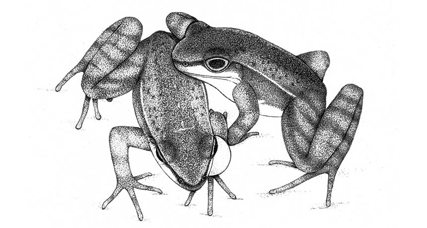 Hylodes japi