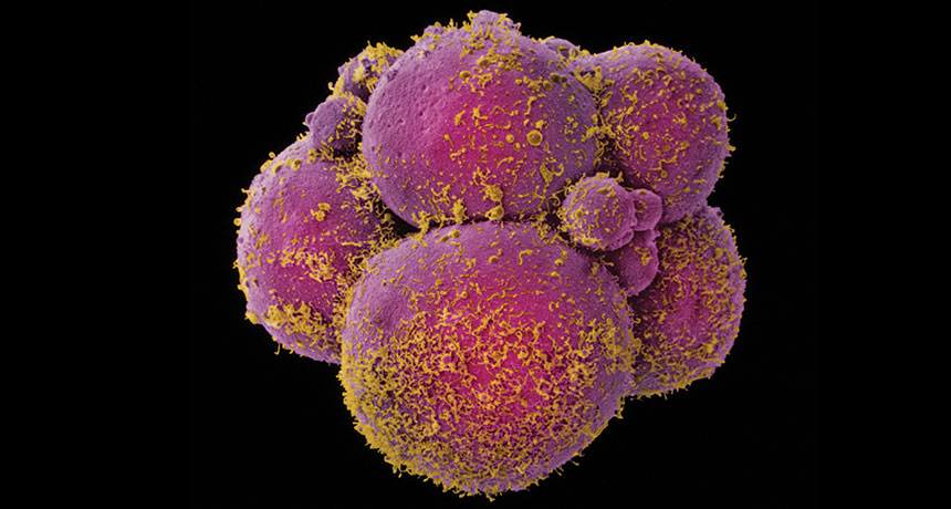 Embryo