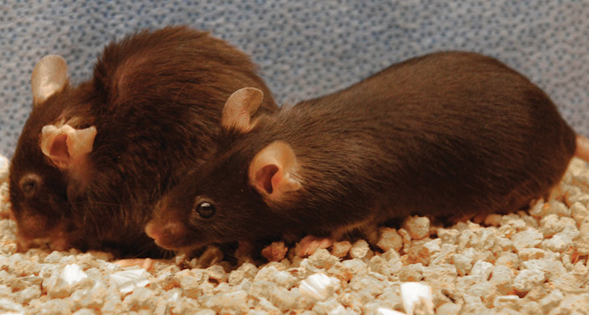 Removing worn-out cells makes mice live longer and prosper Removing worn-out cells makes mice live longer and prosper
