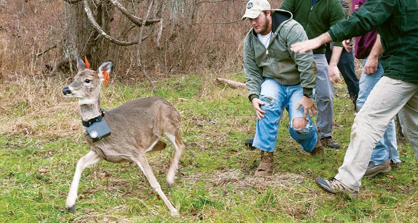 researchers with deer