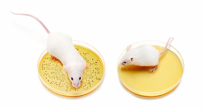 mice and microbes