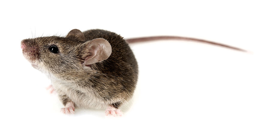 mouse