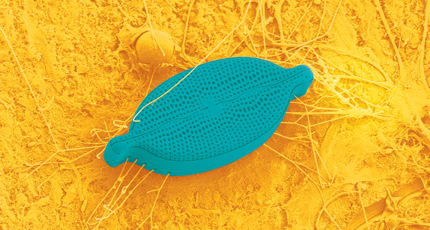 floating microbes