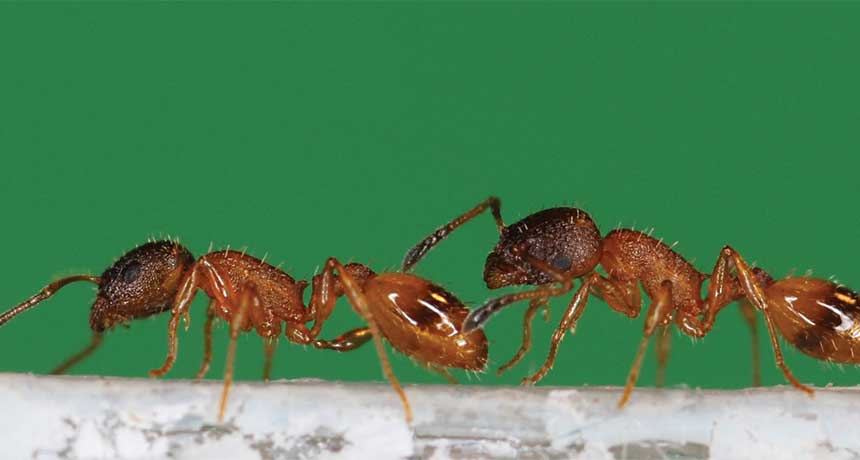 rock ants