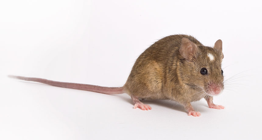 mouse