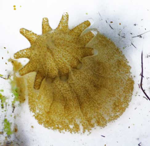 coral