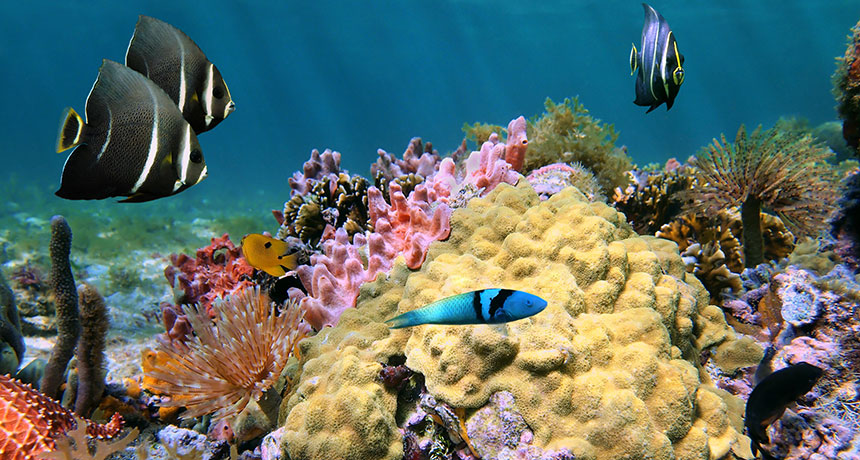 mustard hill corals