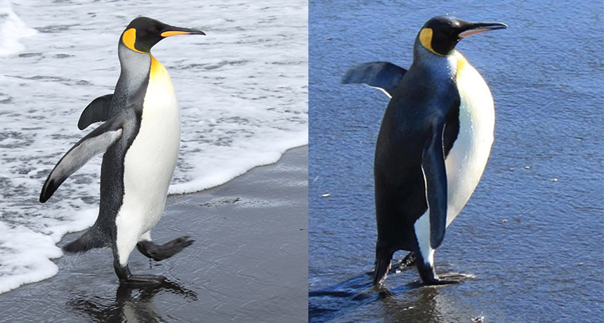 fat vs. thin penguins