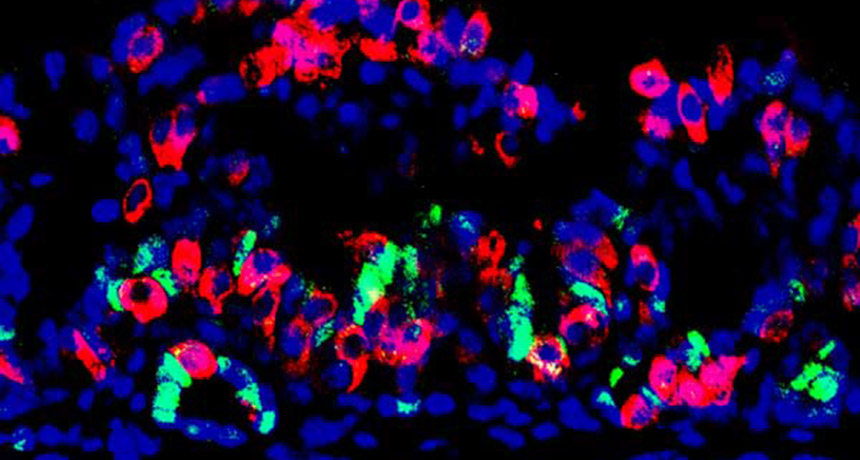 mini-stomach tissue
