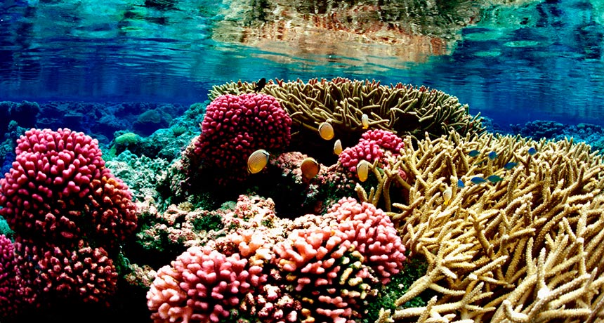 Palmyra Atoll National Wildlife Refuge in the Pacific