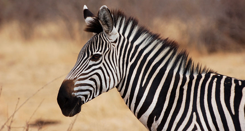 zebras