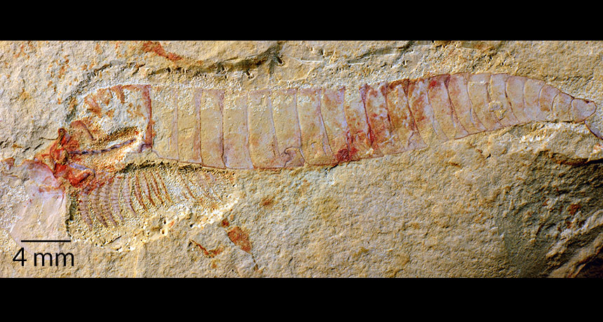Chengjiangocaris kunmingensis