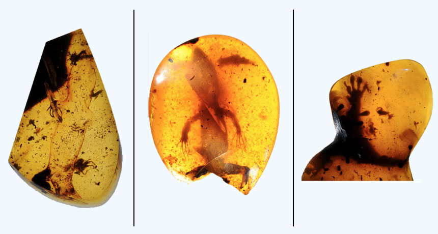 lizard in amber