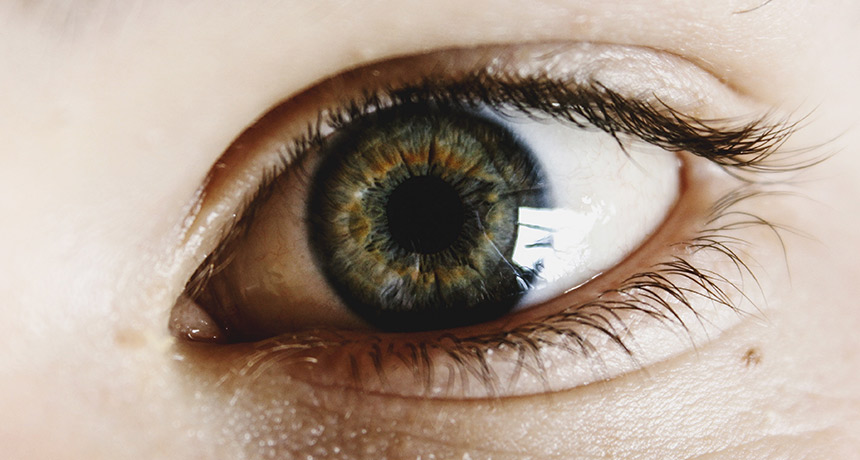 human eye